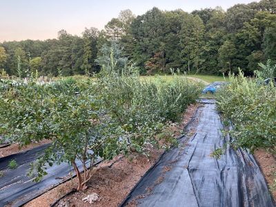 pluck farm agriculture